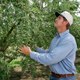 Illustration for article titled How the Drought Is Devastating California's #1 Food Export: Almonds